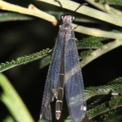 Myrmeleontidae (family) (Unidentified Antlion Lacewing) at Ainslie, ACT - 6 Feb 2019 by jbromilow50