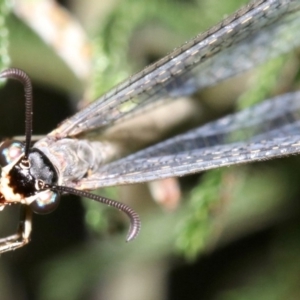 Myrmeleontidae (family) at Ainslie, ACT - 6 Feb 2019