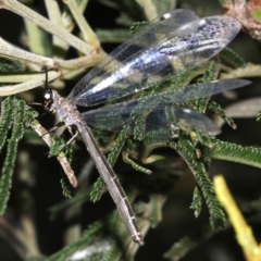 Myrmeleontidae (family) at Ainslie, ACT - 6 Feb 2019