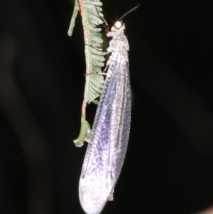 Myrmeleontidae (family) at Ainslie, ACT - 6 Feb 2019