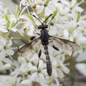 Miltinus sp. (genus) at Michelago, NSW - 30 Dec 2018 02:26 PM