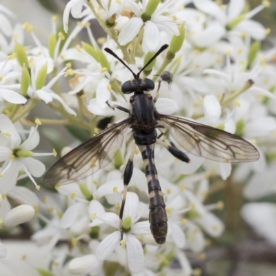 Miltinus sp. (genus) (Miltinus mydas fly) at Michelago, NSW - 30 Dec 2018 by Illilanga