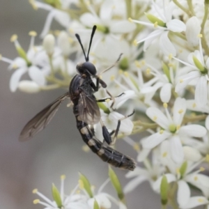 Miltinus sp. (genus) at Michelago, NSW - 30 Dec 2018