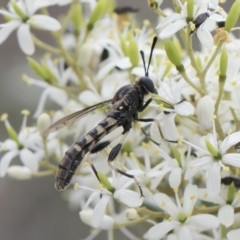 Miltinus sp. (genus) at Michelago, NSW - 30 Dec 2018 02:26 PM