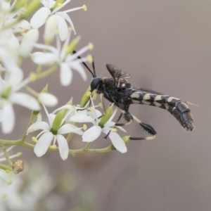 Miltinus sp. (genus) at Michelago, NSW - 30 Dec 2018 02:26 PM