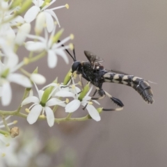 Miltinus sp. (genus) at Michelago, NSW - 30 Dec 2018