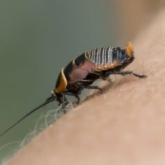 Ellipsidion australe (Austral Ellipsidion cockroach) at Illilanga & Baroona - 16 Dec 2018 by Illilanga