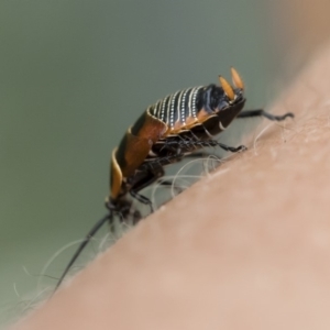 Ellipsidion australe at Michelago, NSW - 16 Dec 2018 02:18 PM