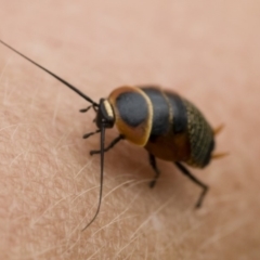 Ellipsidion australe at Michelago, NSW - 16 Dec 2018 02:18 PM