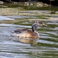 Tachybaptus novaehollandiae at Fyshwick, ACT - 6 Feb 2019