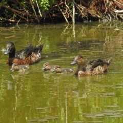 Anas castanea (Chestnut Teal) at Fyshwick, ACT - 6 Feb 2019 by RodDeb