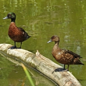 Anas castanea at Fyshwick, ACT - 6 Feb 2019