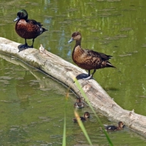 Anas castanea at Fyshwick, ACT - 6 Feb 2019