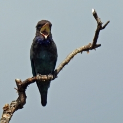 Eurystomus orientalis (Dollarbird) at Fyshwick, ACT - 6 Feb 2019 by RodDeb