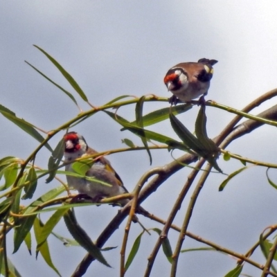 Carduelis carduelis (European Goldfinch) at Jerrabomberra Wetlands - 6 Feb 2019 by RodDeb