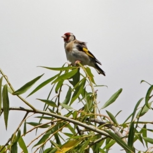 Carduelis carduelis at Fyshwick, ACT - 6 Feb 2019