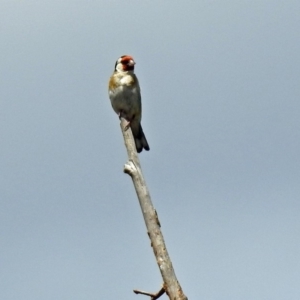 Carduelis carduelis at Fyshwick, ACT - 6 Feb 2019 12:59 PM