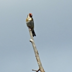 Carduelis carduelis at Fyshwick, ACT - 6 Feb 2019