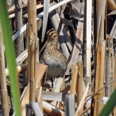 Gallinago hardwickii (Latham's Snipe) at Fyshwick, ACT - 6 Feb 2019 by RodDeb