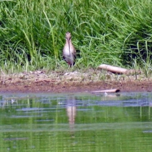 Gallinago hardwickii at Fyshwick, ACT - 6 Feb 2019 11:08 AM