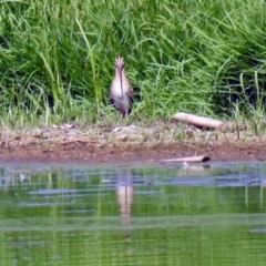 Gallinago hardwickii at Fyshwick, ACT - 6 Feb 2019