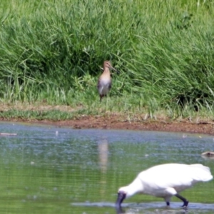 Gallinago hardwickii at Fyshwick, ACT - 6 Feb 2019