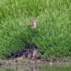 Gallinago hardwickii at Fyshwick, ACT - 6 Feb 2019