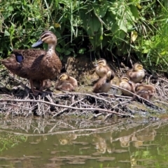 Anas superciliosa (Pacific Black Duck) at Jerrabomberra Wetlands - 6 Feb 2019 by RodDeb