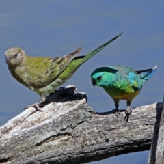 Psephotus haematonotus (Red-rumped Parrot) at Jerrabomberra Wetlands - 6 Feb 2019 by RodDeb