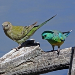 Psephotus haematonotus (Red-rumped Parrot) at Fyshwick, ACT - 6 Feb 2019 by RodDeb