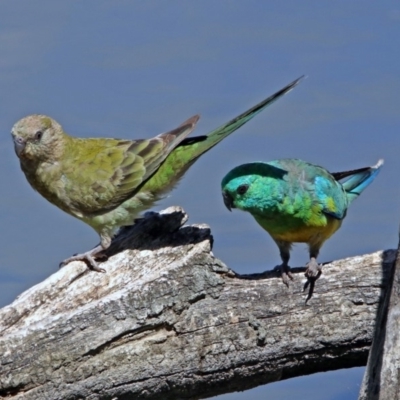 Psephotus haematonotus (Red-rumped Parrot) at Jerrabomberra Wetlands - 6 Feb 2019 by RodDeb