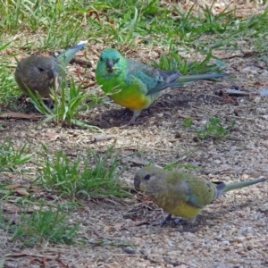 Psephotus haematonotus at Fyshwick, ACT - 6 Feb 2019