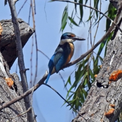 Todiramphus sanctus (Sacred Kingfisher) at Jerrabomberra Wetlands - 6 Feb 2019 by RodDeb