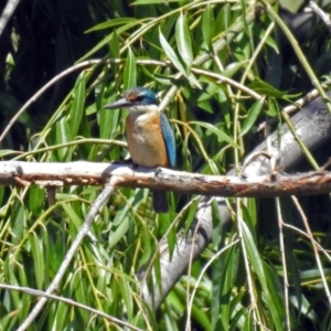 Todiramphus sanctus at Fyshwick, ACT - 6 Feb 2019 11:55 AM