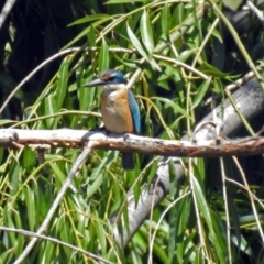 Todiramphus sanctus at Fyshwick, ACT - 6 Feb 2019