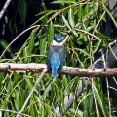 Todiramphus sanctus at Fyshwick, ACT - 6 Feb 2019 11:55 AM