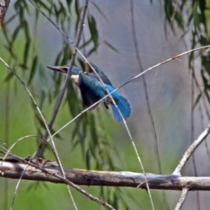 Todiramphus sanctus at Fyshwick, ACT - 6 Feb 2019 11:55 AM