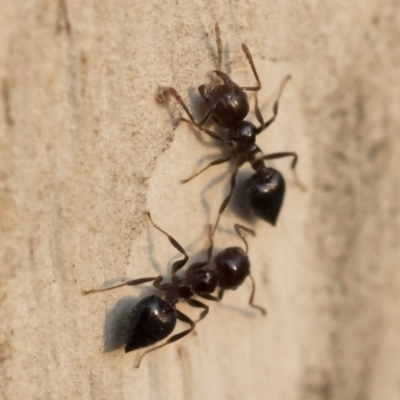 Crematogaster sp. (genus) (Acrobat ant, Cocktail ant) at Illilanga & Baroona - 10 Sep 2018 by Illilanga