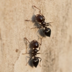 Crematogaster sp. (genus) at Michelago, NSW - 10 Sep 2018 05:04 PM