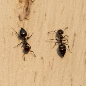 Crematogaster sp. (genus) at Michelago, NSW - 10 Sep 2018 05:04 PM