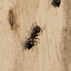 Crematogaster sp. (genus) at Michelago, NSW - 10 Sep 2018 05:04 PM