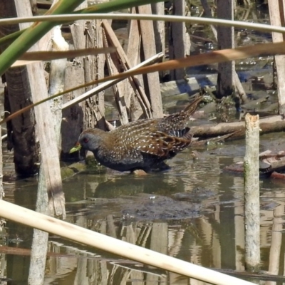 Porzana fluminea (Australian Spotted Crake) at Fyshwick, ACT - 6 Feb 2019 by RodDeb