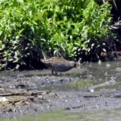 Porzana fluminea at Fyshwick, ACT - 6 Feb 2019