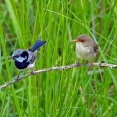 Malurus cyaneus (Superb Fairywren) at Fyshwick, ACT - 6 Feb 2019 by RodDeb