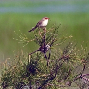 Malurus cyaneus at Fyshwick, ACT - 6 Feb 2019