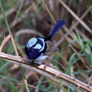 Malurus cyaneus at Fyshwick, ACT - 6 Feb 2019