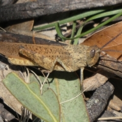 Goniaea australasiae (Gumleaf grasshopper) at Theodore, ACT - 7 Feb 2019 by Owen