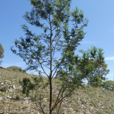 Acacia decurrens (Green Wattle) at Tuggeranong Hill - 7 Feb 2019 by Owen