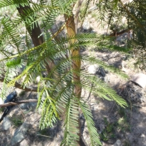 Acacia decurrens at Theodore, ACT - 8 Feb 2019 07:10 AM