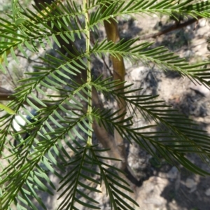 Acacia decurrens at Theodore, ACT - 8 Feb 2019 07:10 AM